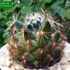 31 _Coryphantha _pseudonickelsae _07